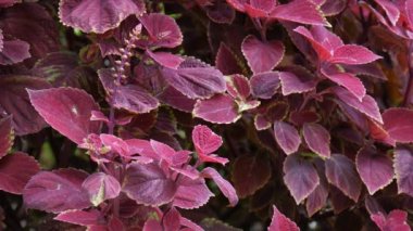 Mayana sürekli çekim bir bahçede çiçek bırakır. Mayana yaprakları tıbbi kullanımları için bilinen