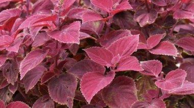 Bordo mayana görüntülerini kadar orta yakın bir bahçede bırakır. Mayana yaprakları onların tıbbi faydaları ve diğer kullanımlar için bilinen.