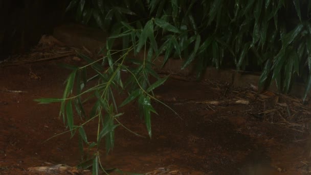 Bambusz Ága Nedves Levelek Esőben Földre Hulló Tipp — Stock videók