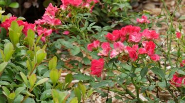 Bir bahçede büyüyen küçük kırmızı gül