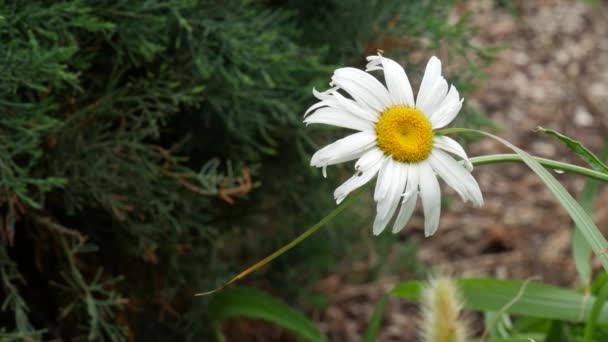 ゆっくりと園内は微風で揺れるベッキー シャスタ デイジーの花の広角安定したショットぼやけて背景に松の木の葉 — ストック動画