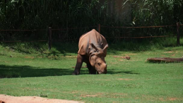 Plan Large Régulier Rhinocéros Indien Adulte Mangeant Herbe Verte Dans — Video