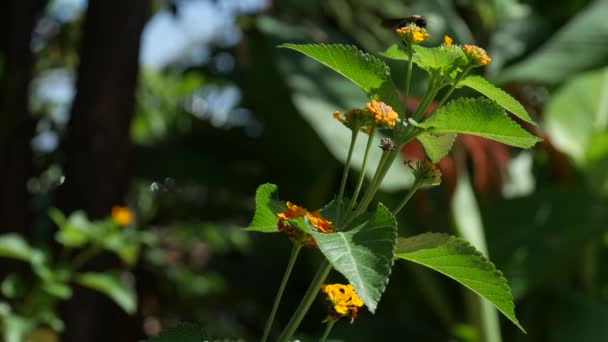 Bilder Einer Pflanze Mit Kleinen Orangefarbenen Blüten Und Einer Biene — Stockvideo