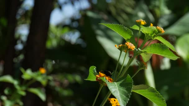 Tiro Firme Una Planta Con Pequeñas Flores Anaranjadas Balanceándose Suavemente — Vídeos de Stock