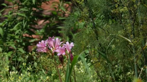 Beautiful Light Pink Flowers Swaying Breeze Surrounded Green Plants Garden — Stock Video