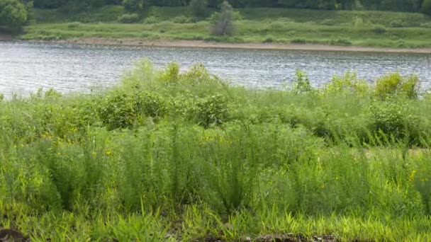 Arbustos Flores Balançando Brisa Longo Das Margens Lago Fluindo Uma — Vídeo de Stock