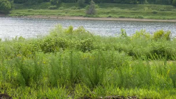 Struiken Bloemen Wapperen Wind Langs Oevers Van Een Vloeiende Meer — Stockvideo