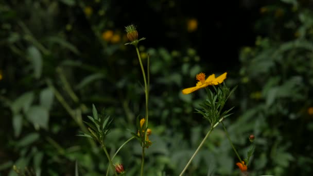 Один Желтый Цветок Мягко Машет Ветру Нектаре Сосёт Шмель — стоковое видео