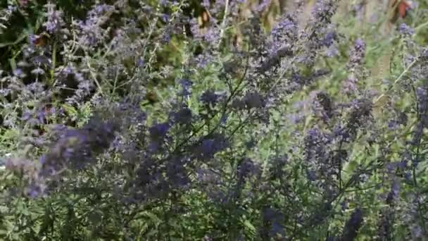 Flores Lavanda Balançando Vento Com Abelhas Voando Entre Flores — Vídeo de Stock