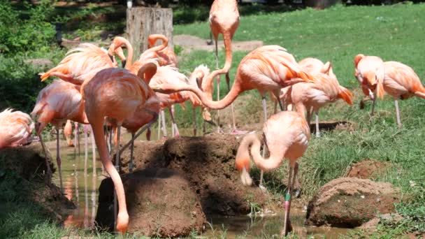 Stałej Strzału Amerykańskiego Flamingów Stojąc Trawie Podczas Gdy Inne Wody — Wideo stockowe