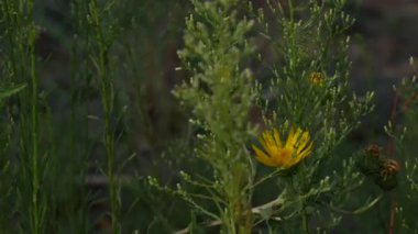 Uzun boylu yeşil çalılar arasında rüzgar sallanan sarı çiçek çiçeklenme