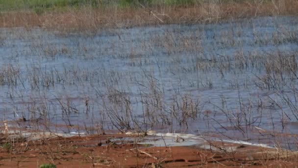 Ondulations rapides se déplaçant à travers des brindilles saillantes dans l'eau 
