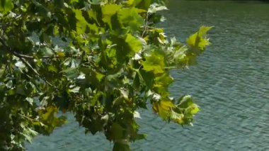 Yeşil yaprak hafifçe arka planda akan Gölü su ile rüzgarda sallanan yakın çekim