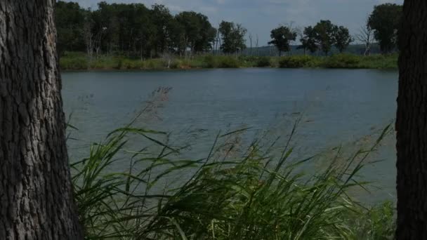 Close Tall Shrubs Swaying Breeze Bank Lake Lake Arbuckles Oklahoma — Stock Video