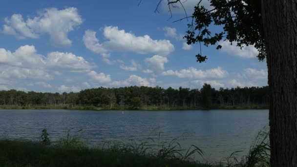 Ruhiger Blick Auf Einen See Mit Großen Bäumen Der Einen — Stockvideo