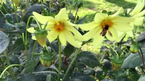 Портативный Снимок Шмеля Поглощающего Нектар Жёлтых Цветов — стоковое видео