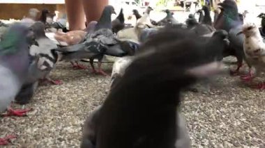 Parkta birinin bacaklarının etrafında bir güvercin sürüsünün sabit yakın çekimi