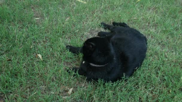 Gros plan régulier d'un gros chat noir allongé et se tortillant dans l'herbe 
