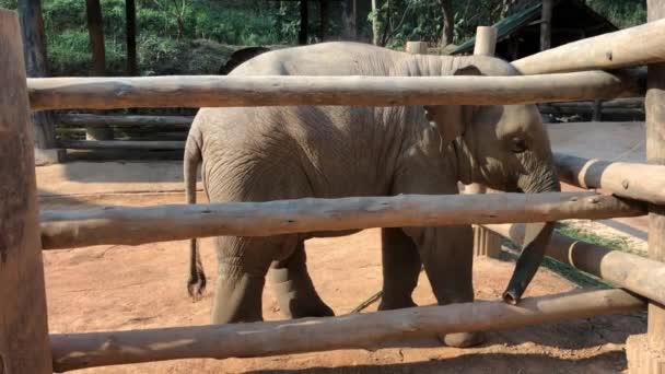 Prise de vue à la main d'un bébé éléphant se promenant dans une enceinte dans le zoo 