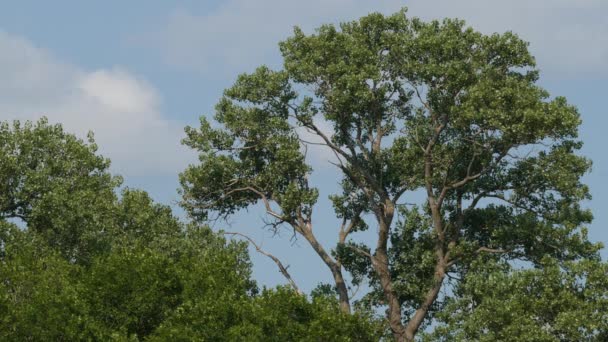 Листя Великого Дерева Повільно Погойдуються Легкому Вітрі Блакитним Небом Задньому — стокове відео