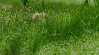 Kaplumbağa yumurtalarını gizlemek için bir delik kazdıktan sonra sürünür.