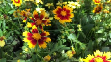  Sarı ve kırmızı battaniye çiçekleri yavaşça bahçede esinti sallanan