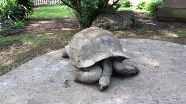 Galapagos Schildpad Ligt Nog Steeds Een Betonnen Ondergrond — Stockvideo