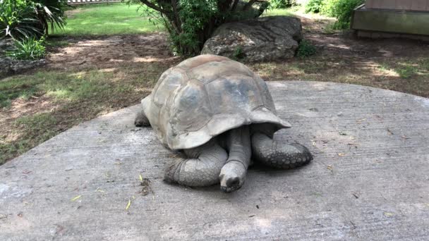 Żółw Galapagos Leży Ziemi Podczas Gdy Powoli Porusza Głowę — Wideo stockowe