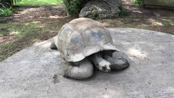 Galapagos Tortue Sur Sol Déplaçant Lentement Tête — Video