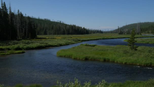 Středně Široké Stabilní Záběr Lewis Řeka Protékající Travnaté Planiny Yellowstonského — Stock video
