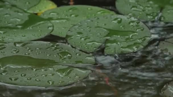 雨と噴水からの水の滴を小さな池のスイレンの葉の安定したショットを閉じる — ストック動画