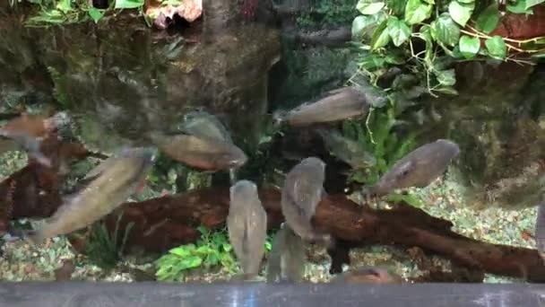 Piranha Pesci Che Nuotano Acquario Gigante — Video Stock