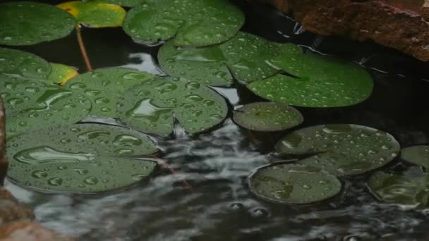 Постоянный Выстрел Воды Рыбного Фонтана Стекающего Маленький Пруд Граничащий Скалами — стоковое видео