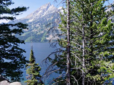 Jenny Lake 'in Wyoming' deki Grand Teton Ulusal Parkı 'ndaki çam ağaçlarının arasından bakışını..