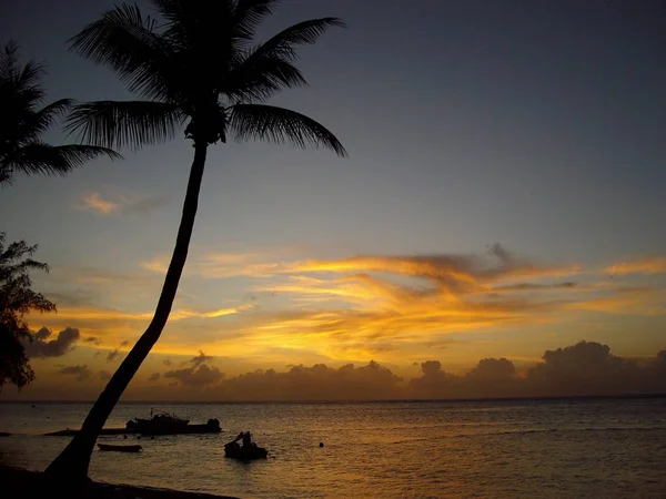 Kokospalmen bij het strand bij zonsondergang — Stockfoto