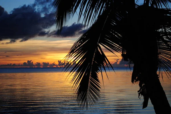 Palmbladeren bij zonsondergang — Stockfoto