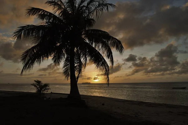 Árbol de coco al atardecer — Foto de Stock