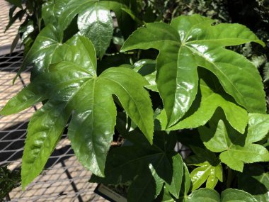 Japon aralia yaprakları