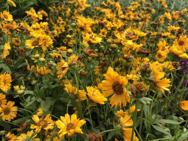 Sarı koreopsis jethro tull çiçekleri