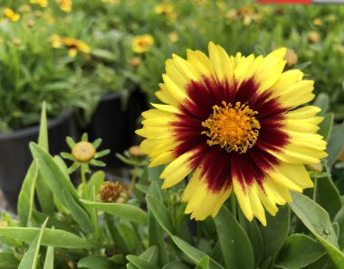 Sarı koreopsis zamk çiçeği