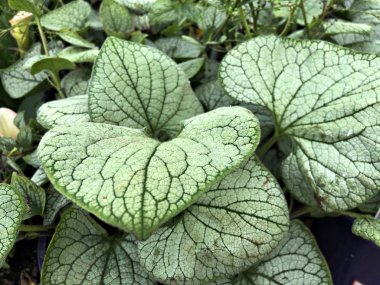 Heartleaf alkanet gümüş kalp yaprakları