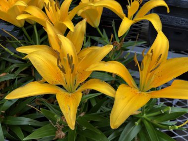 Renkli çiçeklerin fotoğrafları