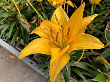 Renkli çiçeklerin fotoğrafları