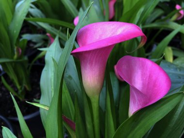 Renkli calla zambak çiçekleri