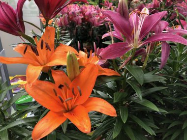 Renkli Asya zambak çiçekleri