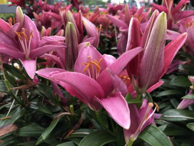 Renkli Asya zambak çiçekleri