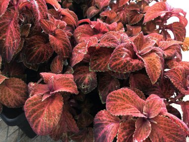 Parlak coleus yaprakları