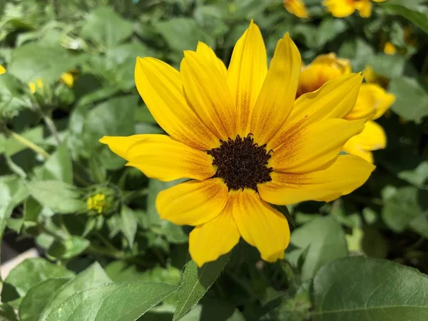 Girasole robusto giallo — Foto Stock