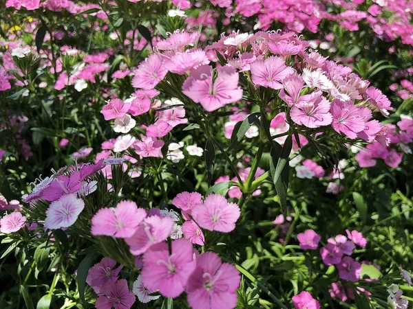 Fleurs de dianthus rose — Photo