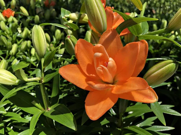 Colorful Asiatic lily flowers